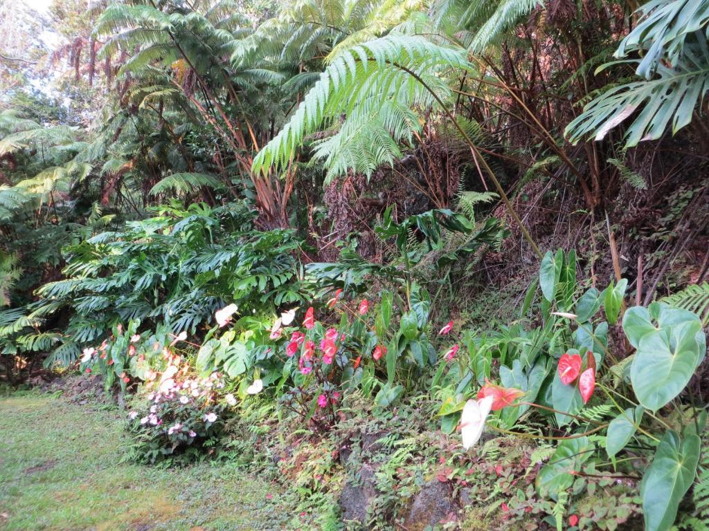 Carson'S Kaloko Mountain Cabin Kailua-Kona Zewnętrze zdjęcie